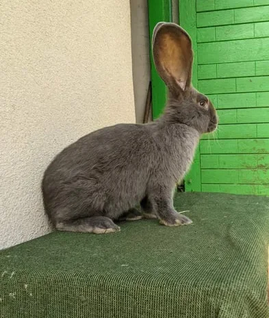 Кролі кроликі голуба вена- фото № 2