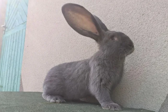 Кролі кроликі голуба вена- фото № 1