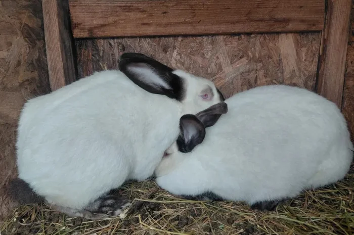 Продаю кролі каліфорнія- фото № 2
