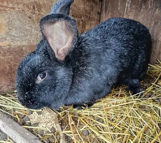 Продаються кролі- фото № 3