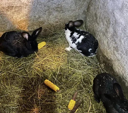 Кролі Німецький Строкач- фото № 2