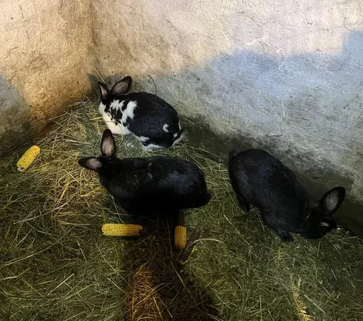 Кролі Німецький Строкач- фото № 1