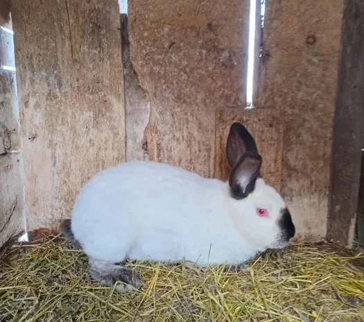 Продаються вакциновані кролі- фото № 1