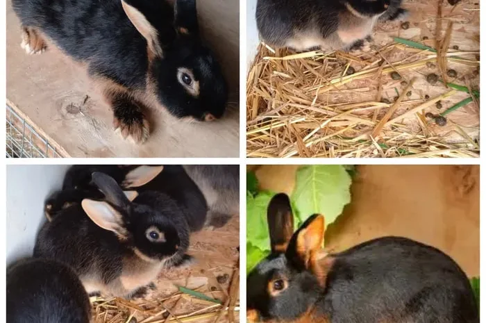 Кролі породи Тан- фото № 1