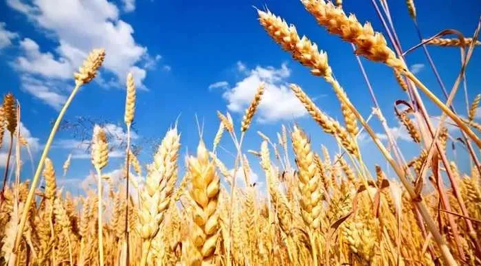 Пропонується пшениця, зерноотход та просо в мішках- фото № 1