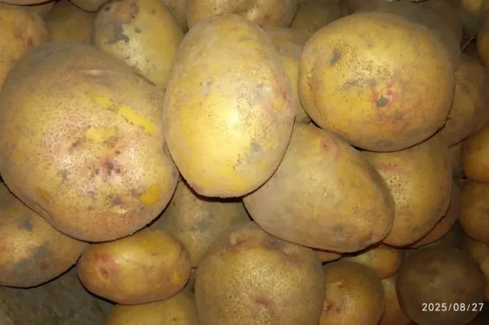 Картопля сортів Адретта, Пікассо, Славянка, Рокко- фото № 2