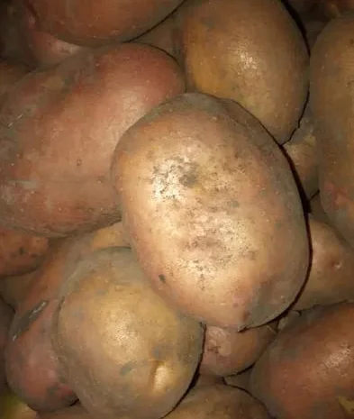 Картопля сортів Адретта, Пікассо, Славянка, Рокко- фото № 1