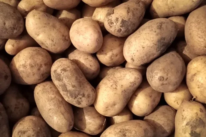 Картопля сорту Адретта для продажу- фото № 1