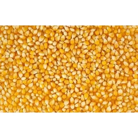 Відходи кукурудзи (половинки) для годування- фото № 1