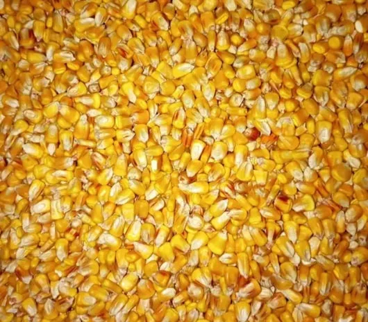 Пропонується кукурудза кормова- фото № 1