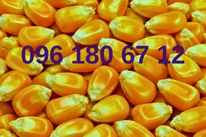 Кукурудза кормова врожаю 2025- фото № 1