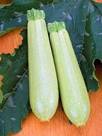Насіння Кабачок Искандер F1 від Seminis- фото № 1