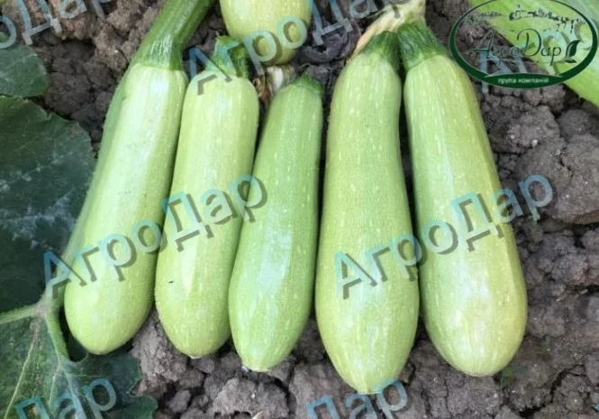 Кабачок сорту «Езра f1» на продаж- фото № 2