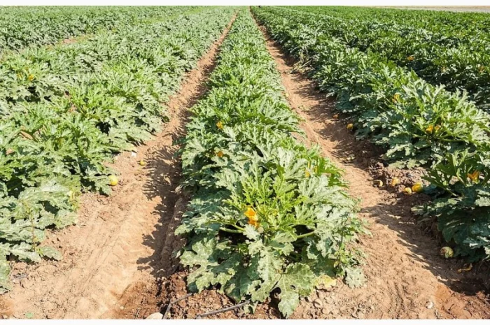 Кабачок сорту «Езра f1» на продаж- фото № 3