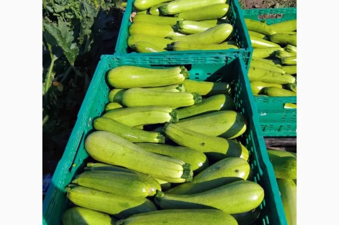 Кабачок на продаж- фото № 1