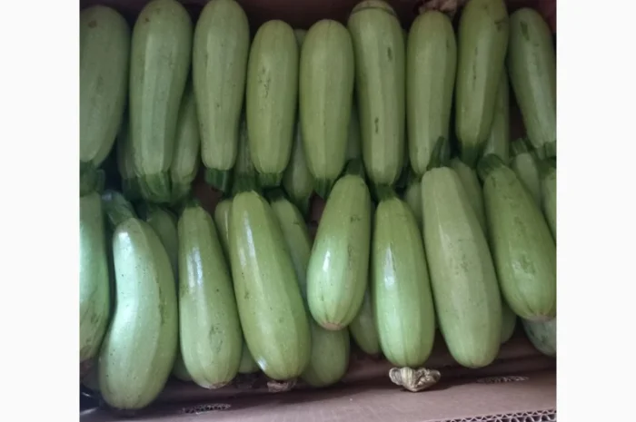 Кабачок на продаж в Києві- фото № 1