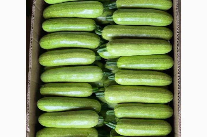 Кабачок Закарпаття обєми на продаж- фото № 1