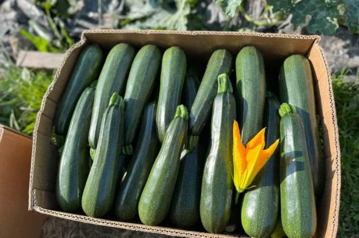 Кабачок Закарпаття обєми на продаж- фото № 2