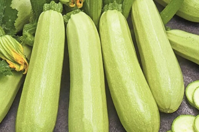 Куплю кабачок на продаж- фото № 1