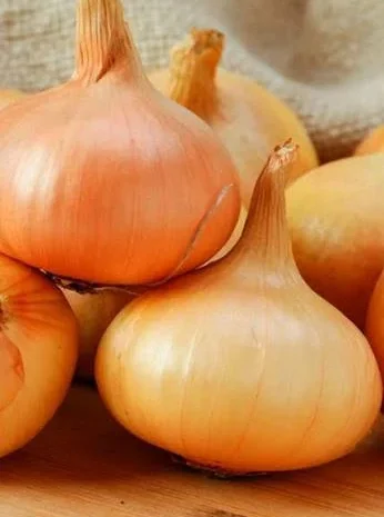 Закупівля цибулі Штутгарт на перо оптом- фото № 1