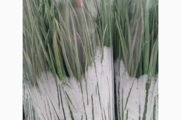 Продажа зелени: укроп, петрушка, лук зелёный- фото № 1