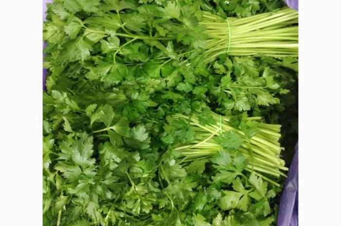 Продажа зелени: укроп, петрушка, лук зелёный- фото № 3