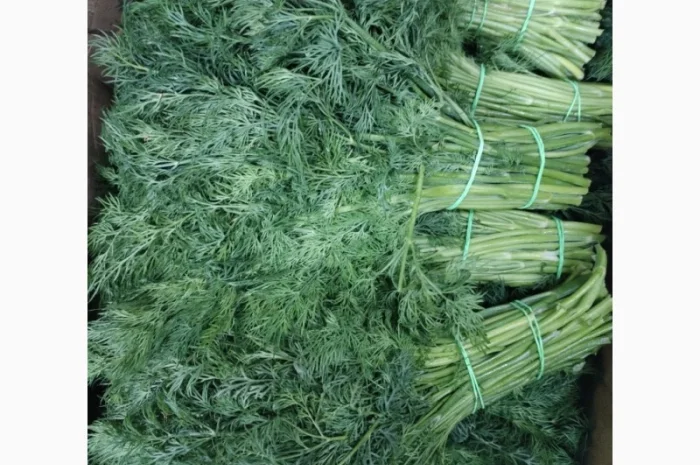 Продажа зелени: укроп, петрушка, лук зелёный- фото № 4