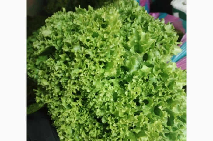 Продажа зелени: укроп, петрушка, лук зелёный- фото № 5