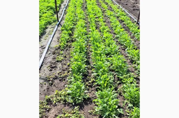 Продаж зеленого цибулі з доставкою- фото № 1