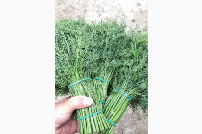 Продаж зеленого цибулі з доставкою- фото № 2