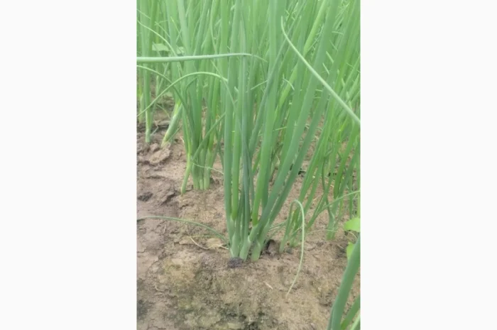 Продаж зеленого цибулі з доставкою- фото № 3