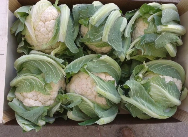 Салати з Іспанії на продаж- фото № 1