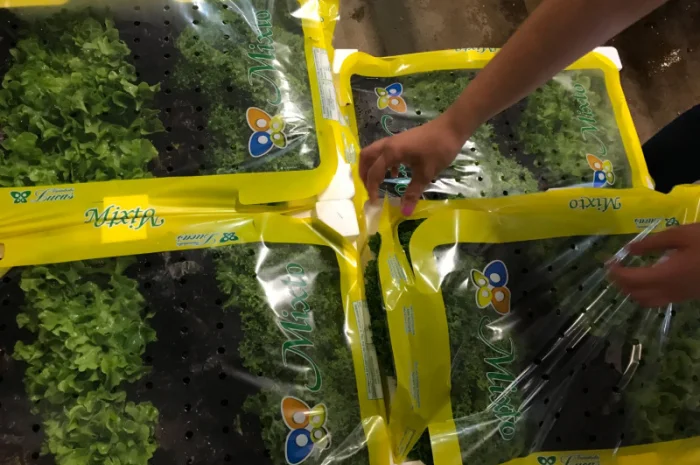 Салати з Іспанії на продаж- фото № 3