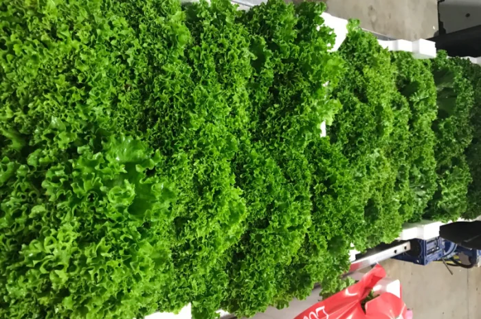 Салати з Іспанії на продаж- фото № 5