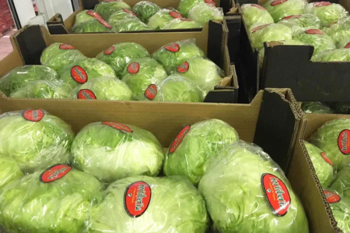 Салати з Іспанії на продаж- фото № 9