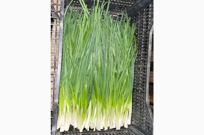 Продаж зеленої цибулі- фото № 1