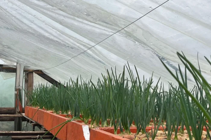 Продаж зеленої цибулі- фото № 3