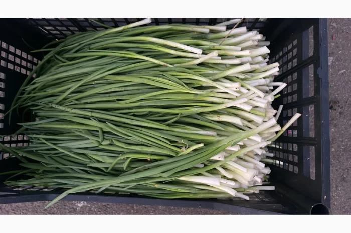 Продаж зеленої цибулі- фото № 5