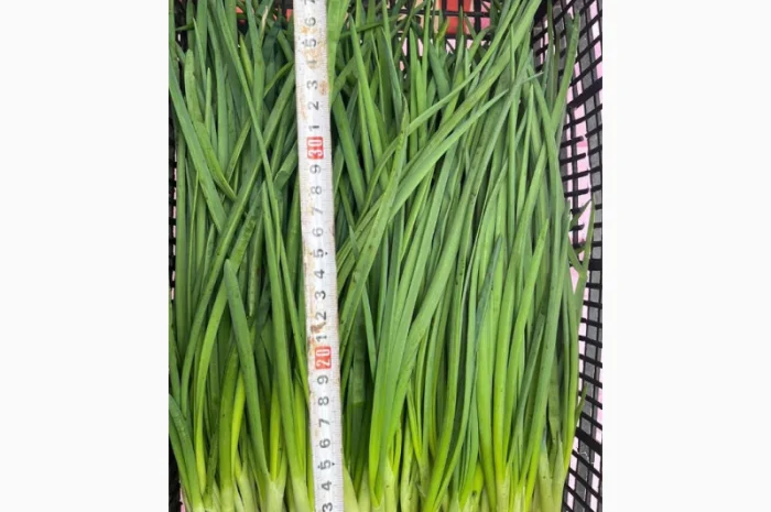 Продаж зеленої цибулі- фото № 7
