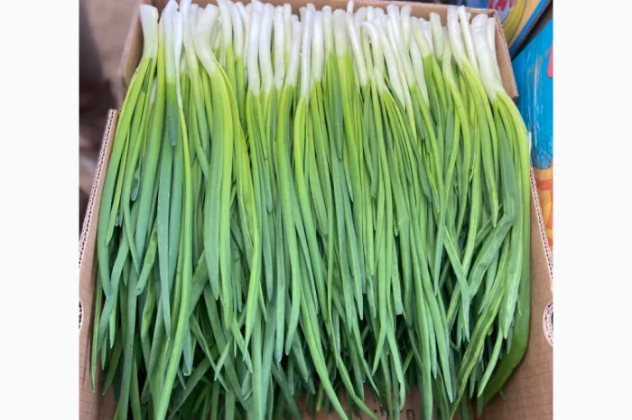 Продаж зеленої цибулі перо оптом- фото № 2