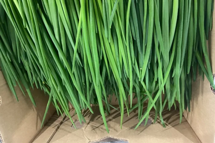 Продаж зеленої цибулі перо оптом- фото № 3