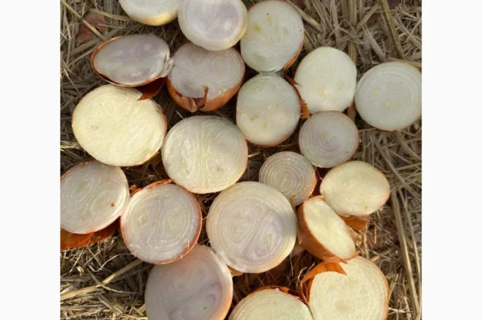 Цибуля на перо оптом- фото № 1