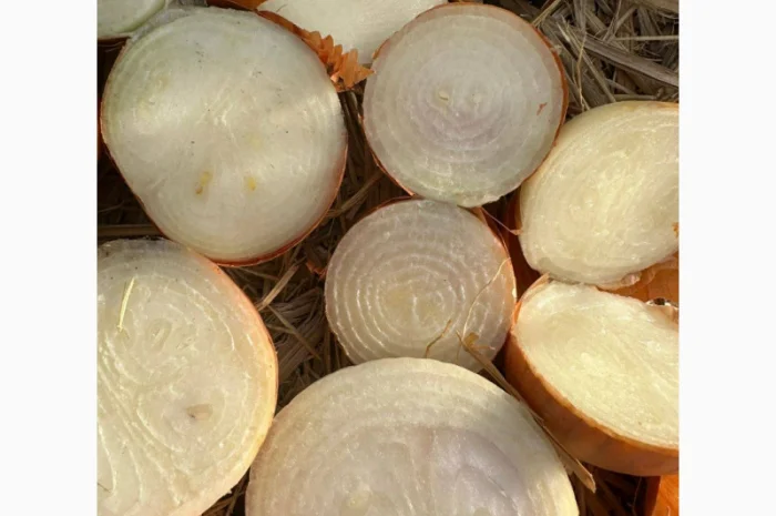 Цибуля на перо оптом- фото № 2