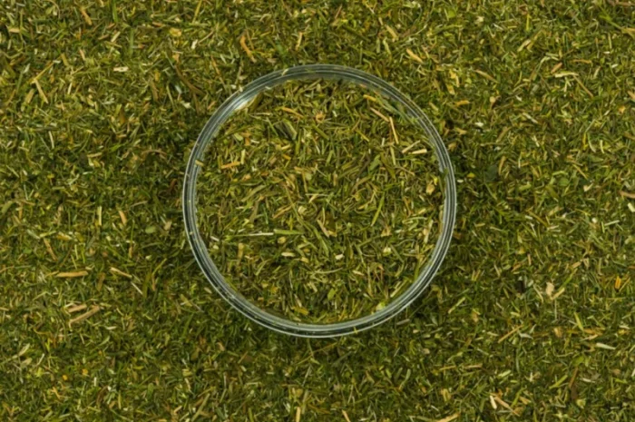 Укроп 500 г для кулінарії- фото № 1