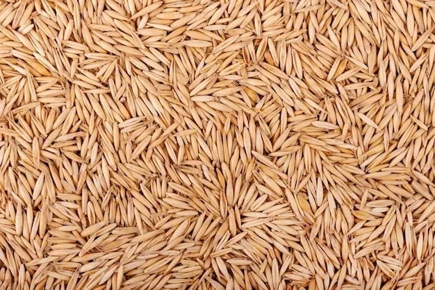 Пропонується кормовий овес 2025 року урожаю- фото № 1