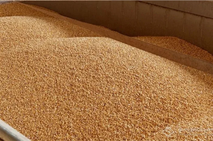 Продам Овес кормовой з доставкою- фото № 1