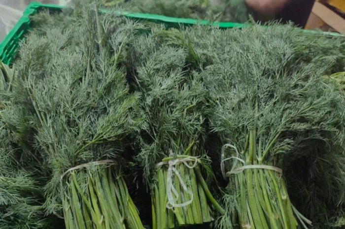 Пропозиція: зелень на продажу- фото № 1