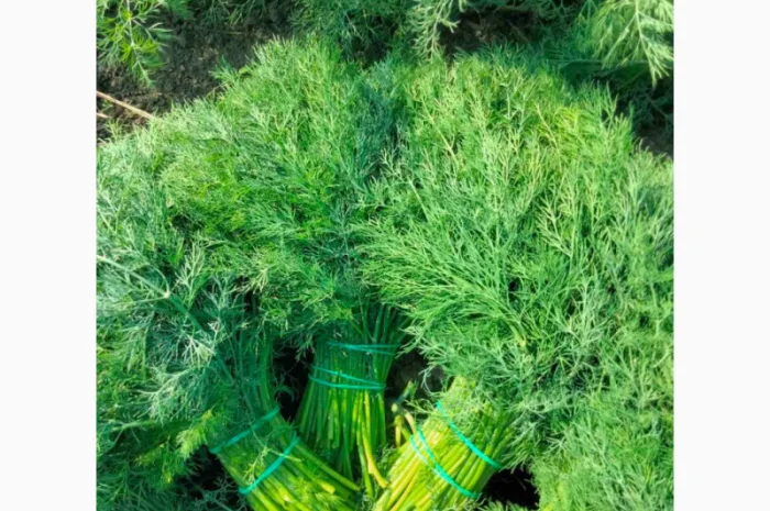 Свежий кріп для продажи- фото № 1