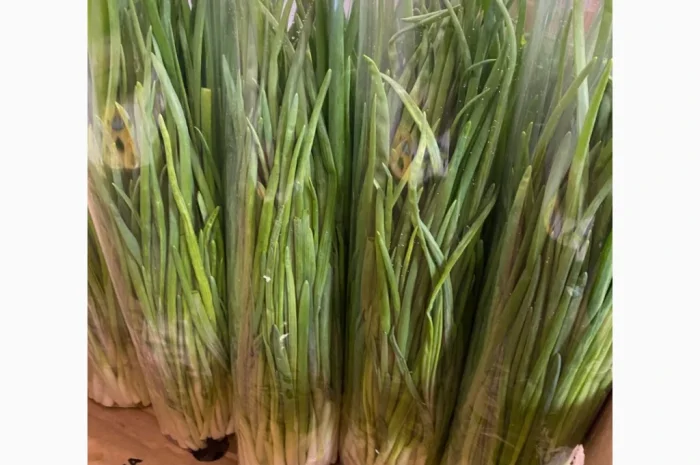 Продаж зеленої цибулі перо- фото № 2