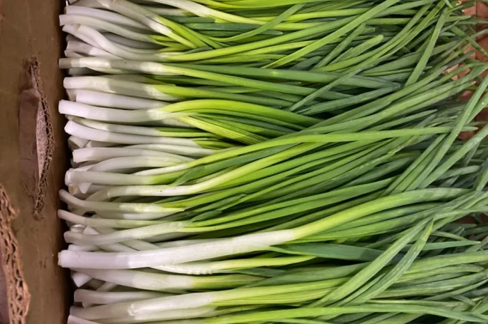 Продаж зеленої цибулі перо- фото № 3